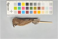 藏品(斑文鳥)的圖片